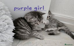 British Shorthair cats for sale: Bsh x Persian  - Image 10