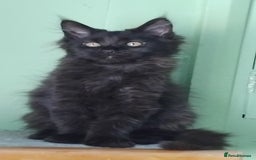Maine Coon cats for sale: Pure Maine Coon Kittens Looking For A New Home  - Image 10