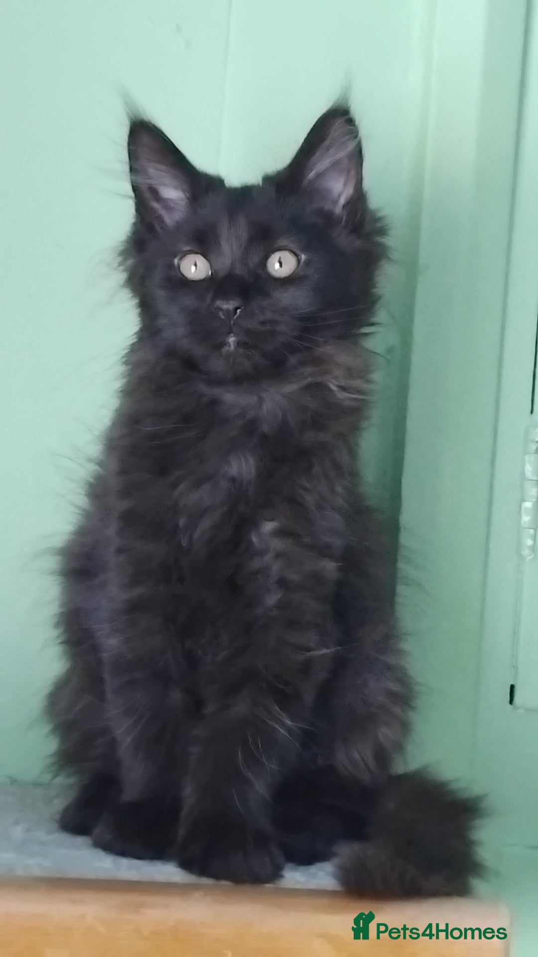 Maine Coon cats for sale: Pure Maine Coon Kittens Looking For A New Home  - Image 10