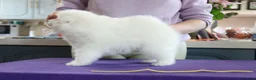 Japanese Spitz dogs for sale: Adorable Japanese Spitz male puppie - Advert 8