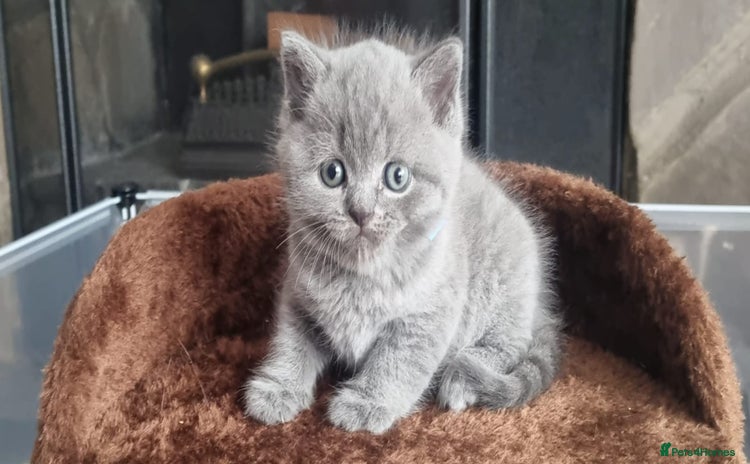 British Shorthair cats - Advert 1