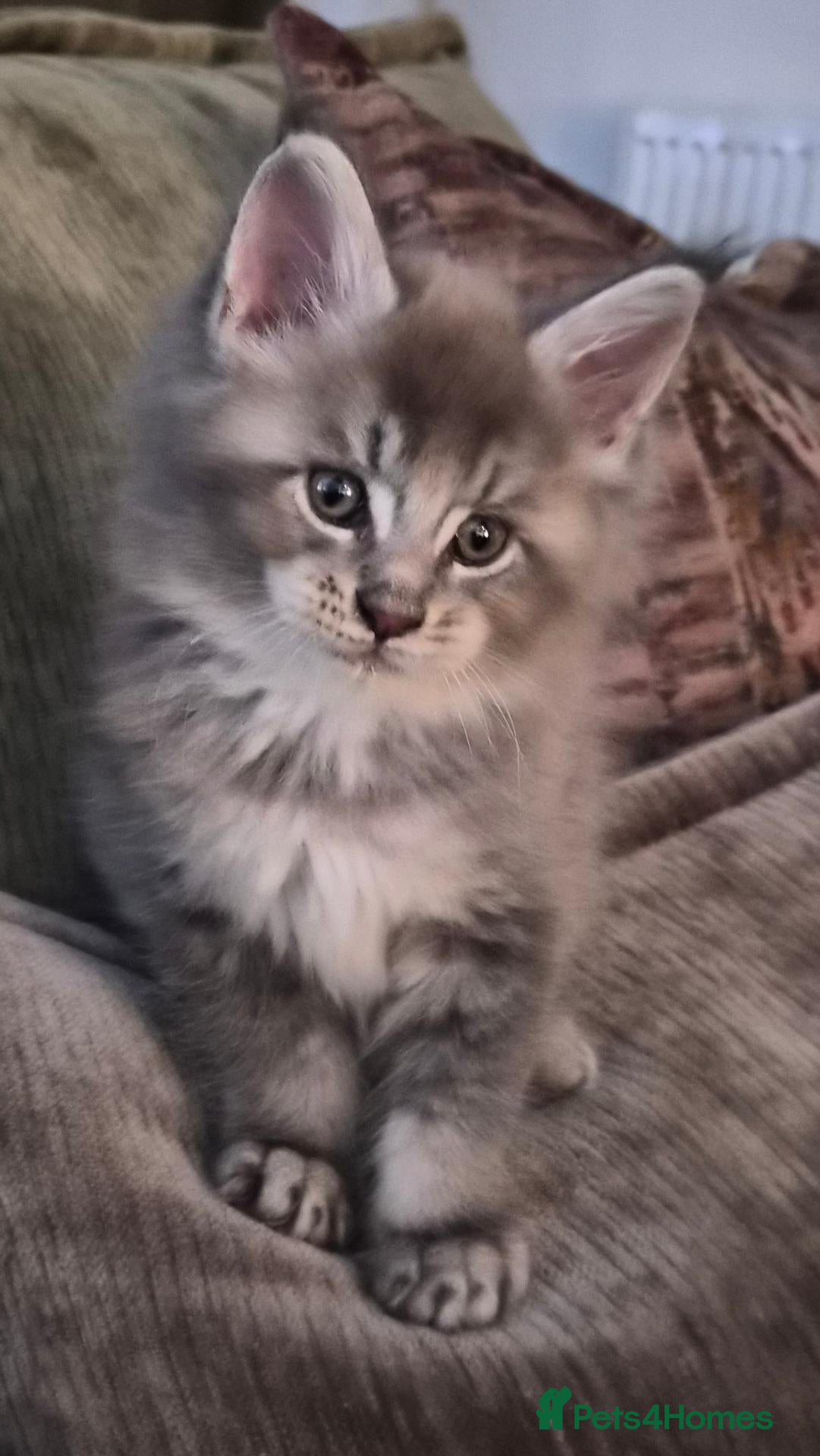 Maine Coon cats Maine coon pedigree kittens  - Advert 7