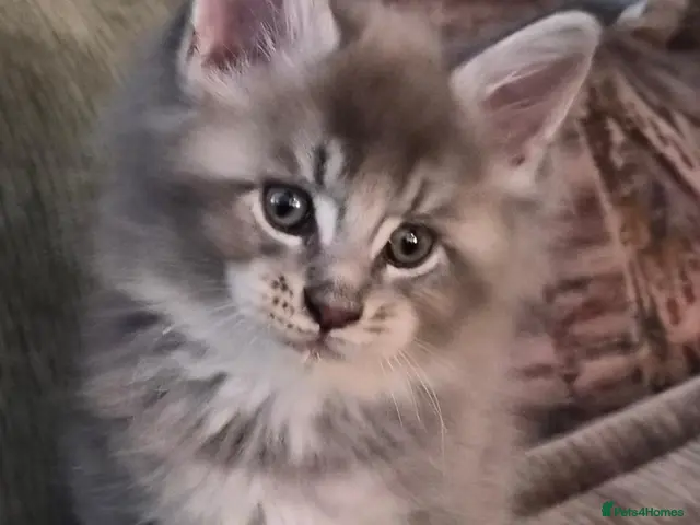 Maine Coon cats Maine coon pedigree kittens - Advert 7