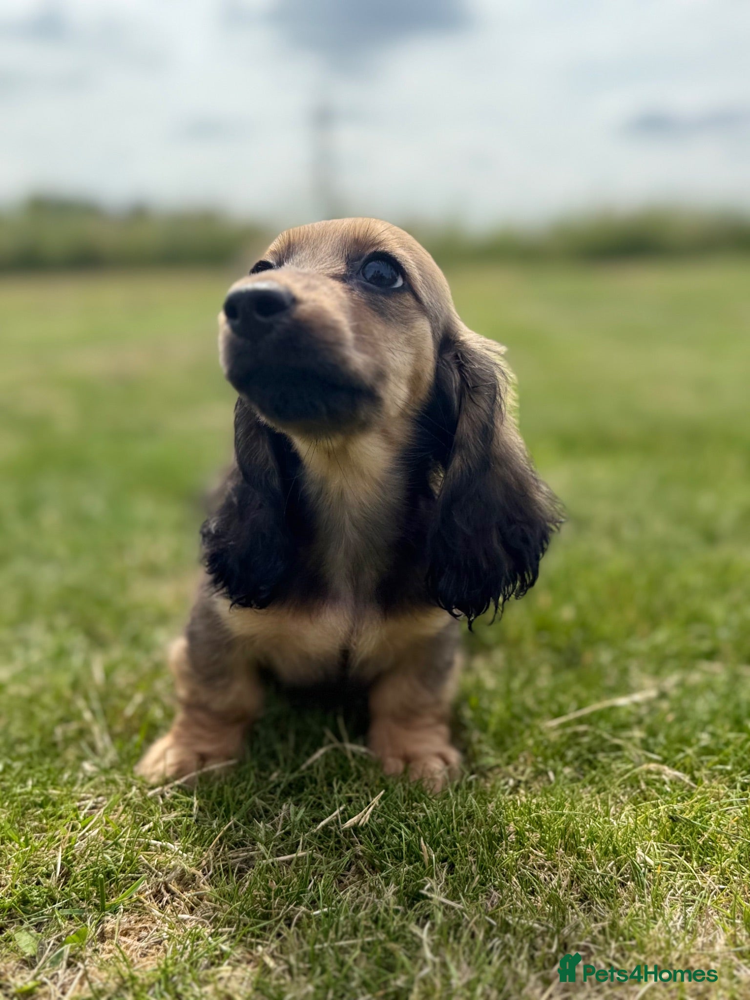 Miniature Dachshund dogs KC Registered Miniature Dachshunds at Westfena  - Advert 1