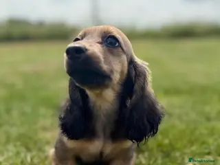 Miniature Dachshund dogs for sale: KC Registered Miniature Dachshunds at Westfena - Advert 2