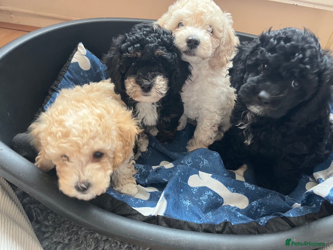 Poochon dogs for sale: 1 poochon girl available ready to leave  - Image 6