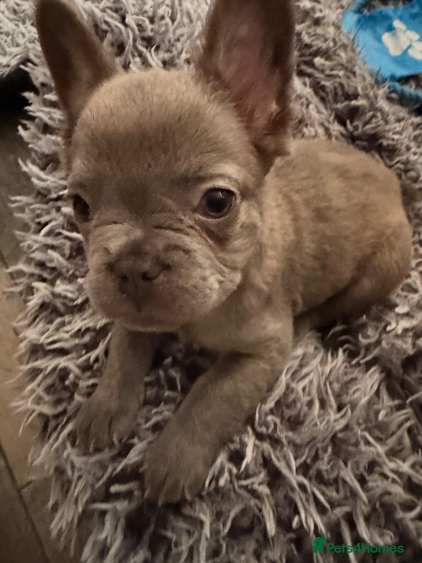 French Bulldog dogs Pedigree visual fluffy  girl  looking 4 her  home  - Advert 2