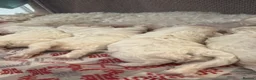 Maltese dogs for sale: Maltese puppies - Advert 2