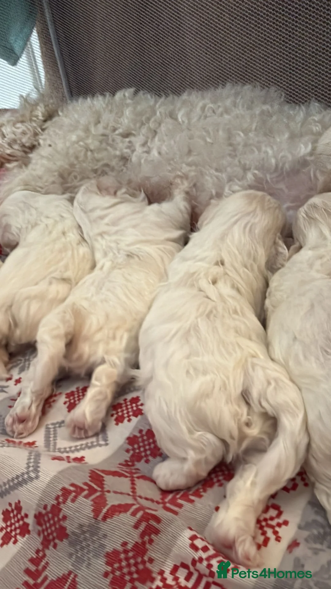 Maltese dogs for sale: Maltese puppies - Advert 2