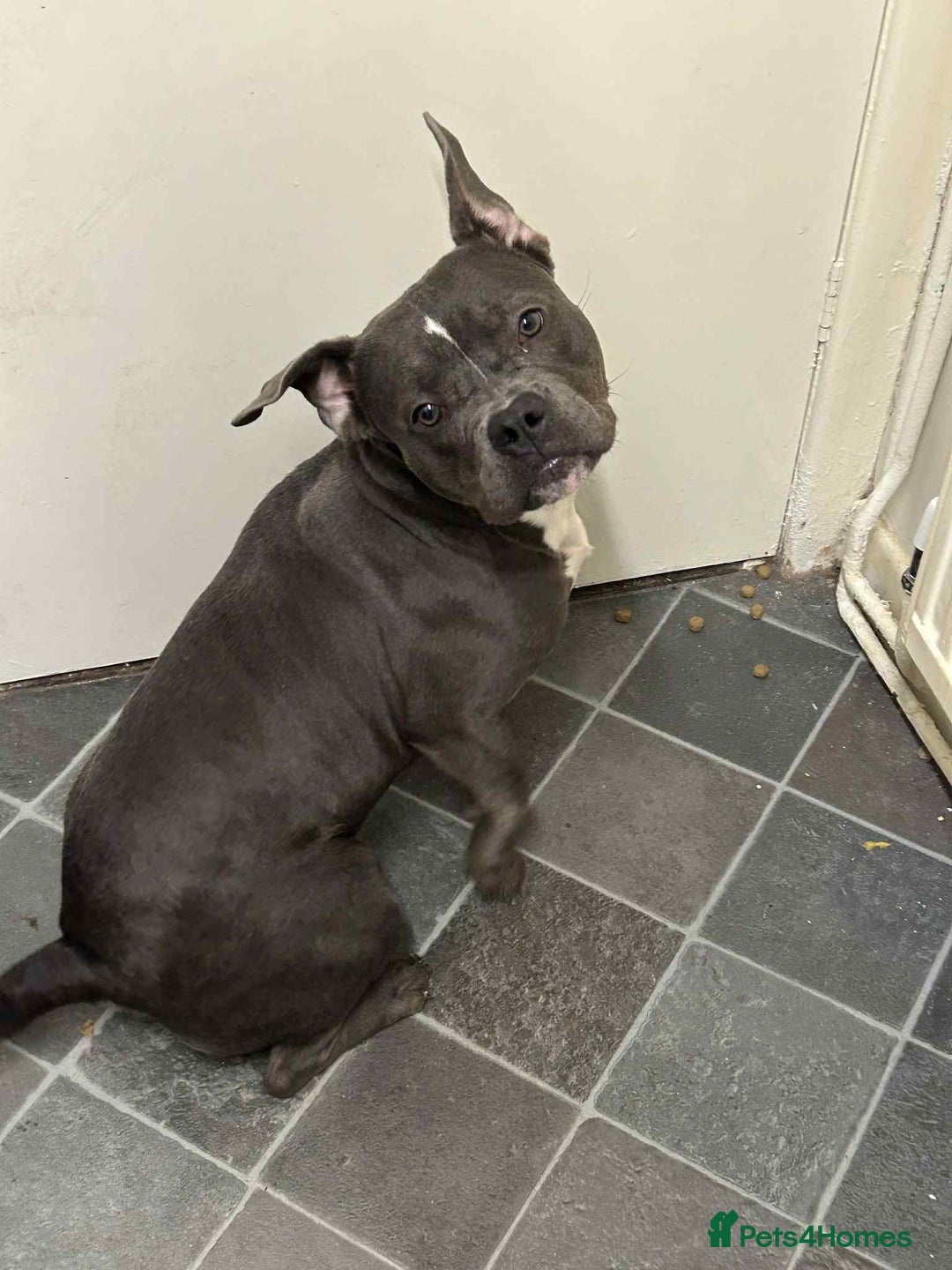 American Bully dogs for sale: Female Pocket Bully  - Advert 2