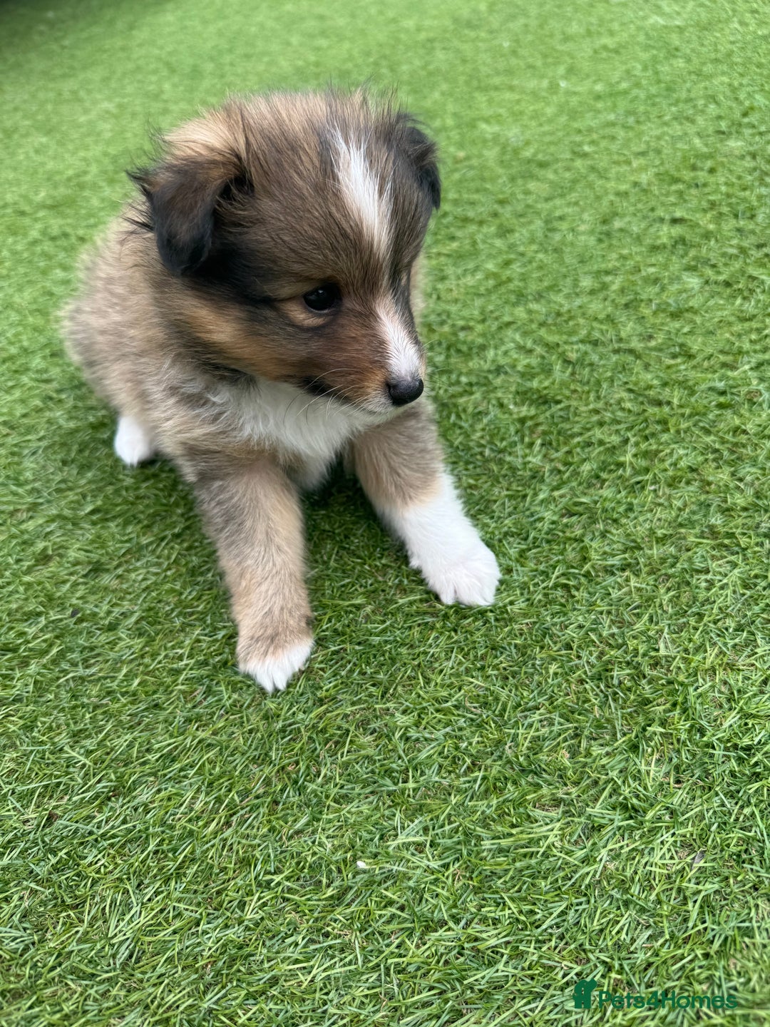 Shetland Sheepdog dogs for sale: Purebred Shetland Sheepdog Puppies - Image 9