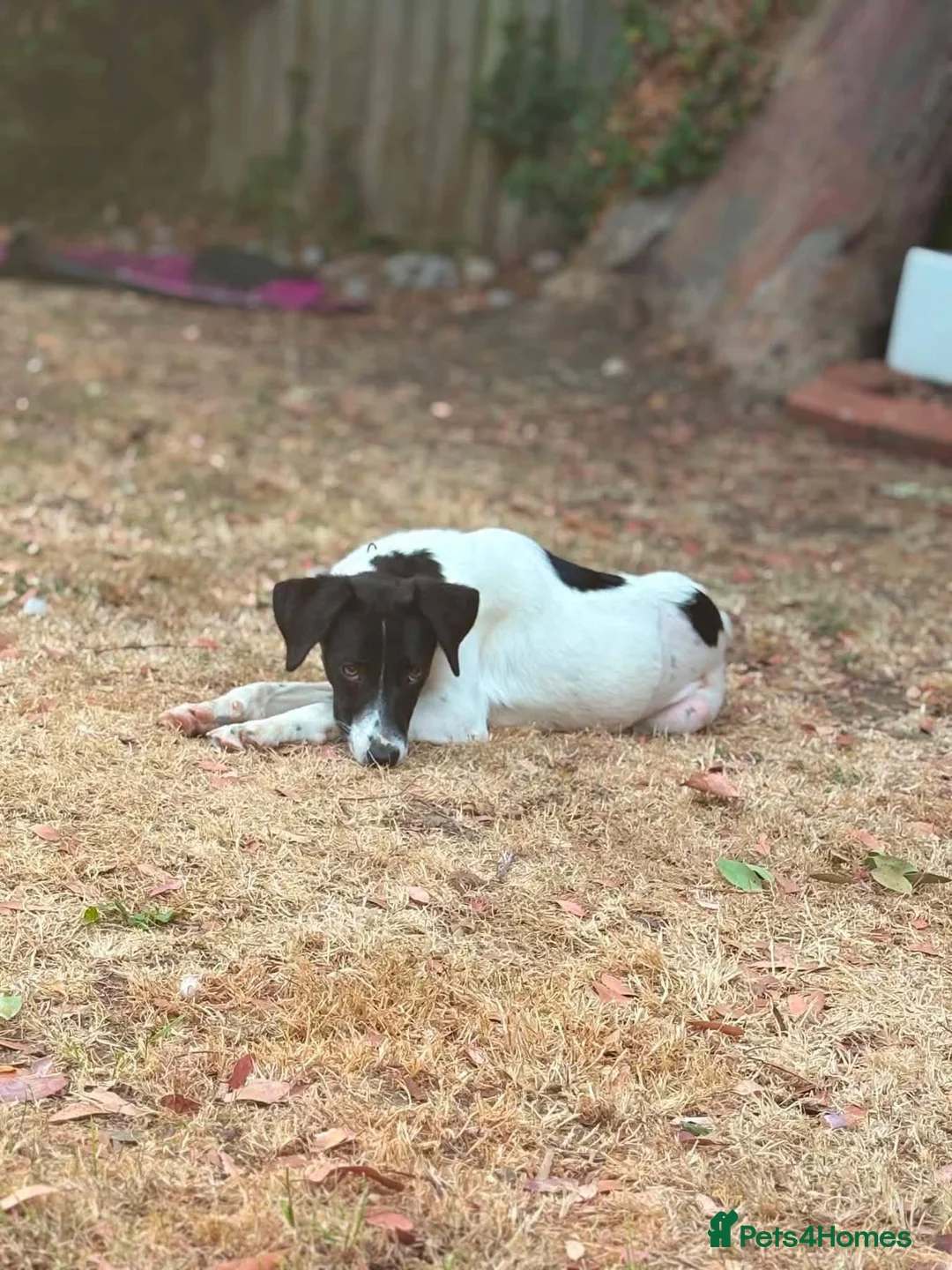 Mixed Breed dogs for adoption: Bruna - Hempnall Norfolk  in Norwich - Advert 9