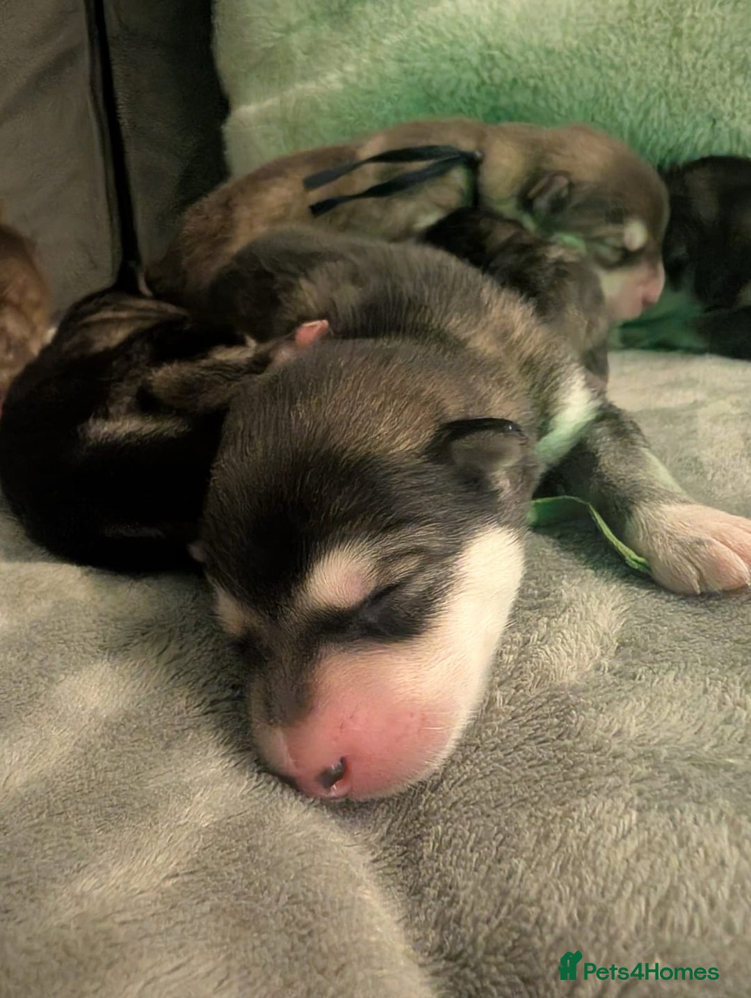 Alaskan Malamute dogs for sale: KC Alaskan malamute puppies champion lines - Image 3