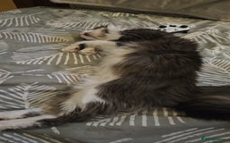 Maine Coon cats for sale: 5* Home only maine coon rehome 2 years old - Image 2
