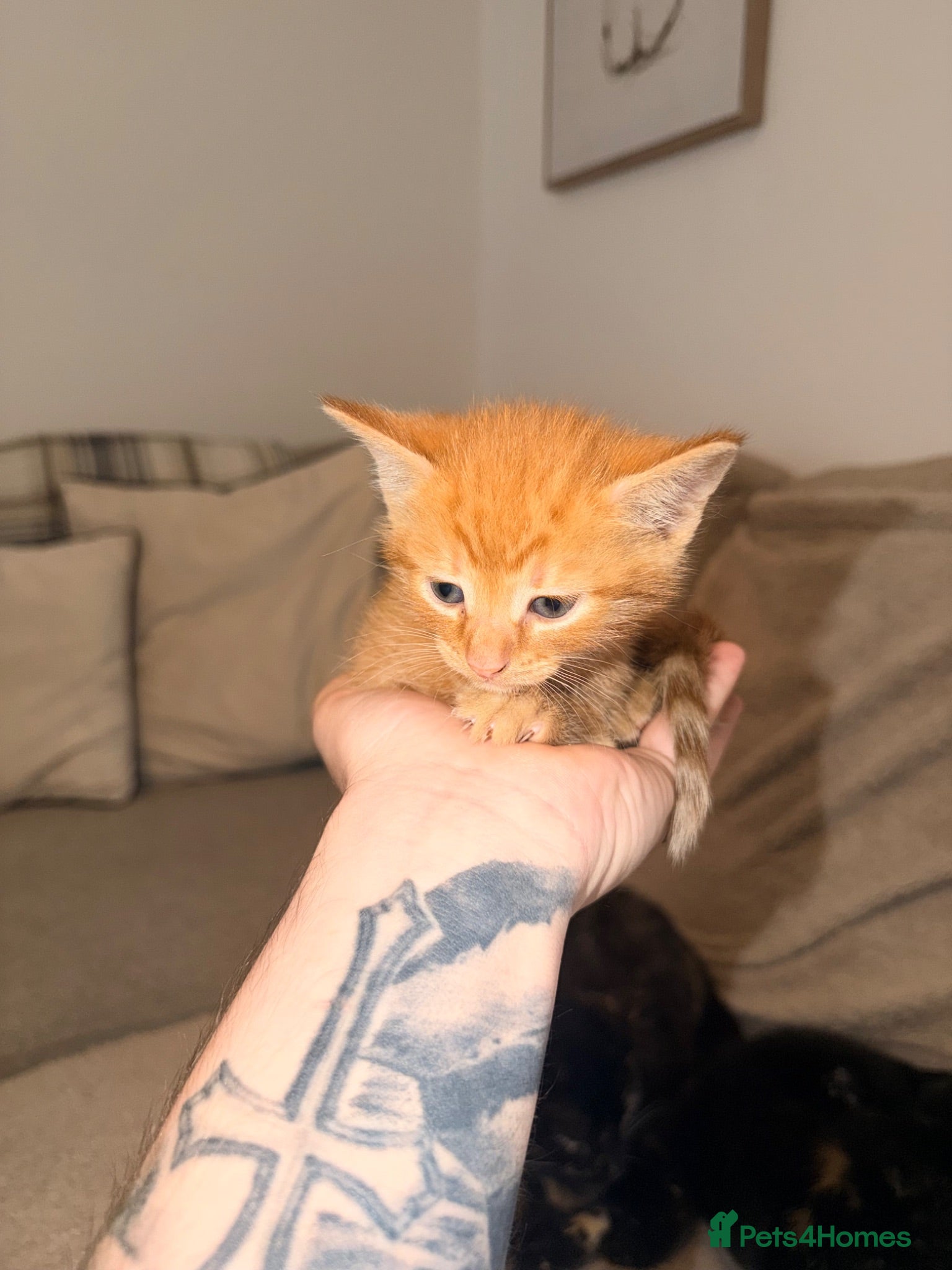 Domestic Shorthair cats Ginger Domestic short hair - Advert 1