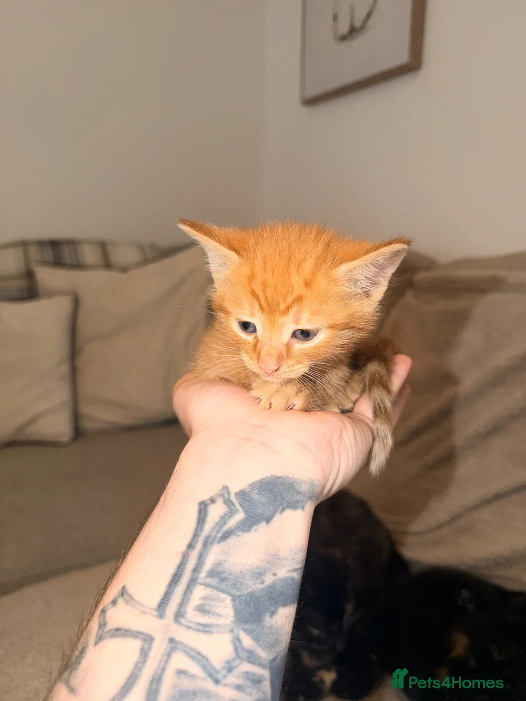Domestic Shorthair cats for sale: Ginger Domestic short hair - Advert 1