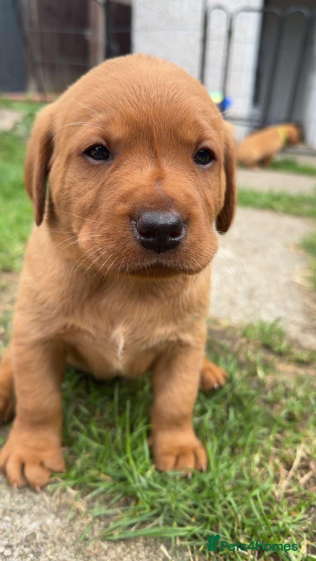 Labrador Retriever dogs for sale: Exquisite Fox Red Labrador Puppies – KC Reg in Chesterfield - Image 37