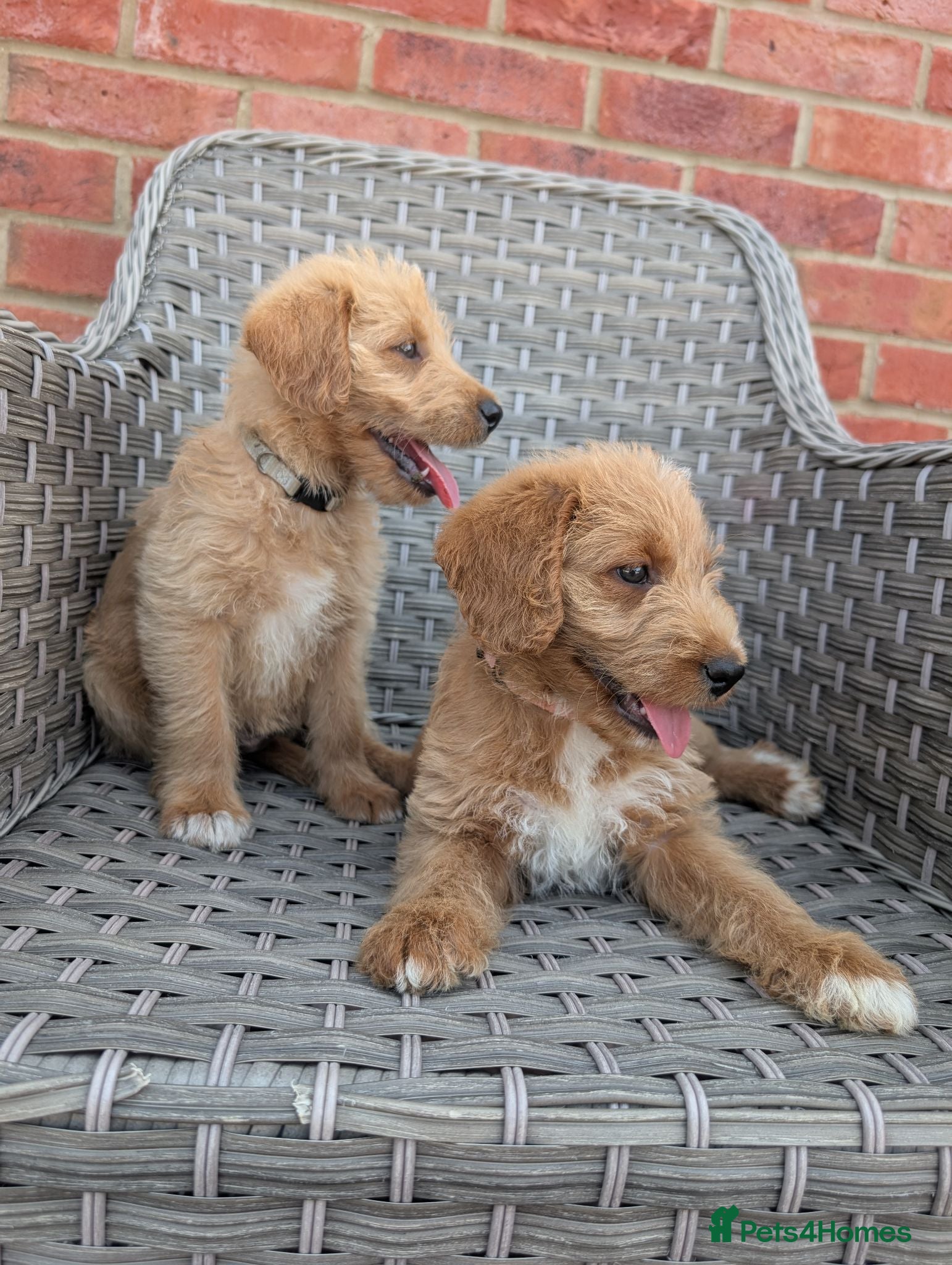 Australian Labradoodle dogs Outstanding Australian Labradoodle puppies  - Advert 1