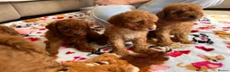 Cavapoo dogs for sale: Red Cavapoo pups - Advert 5