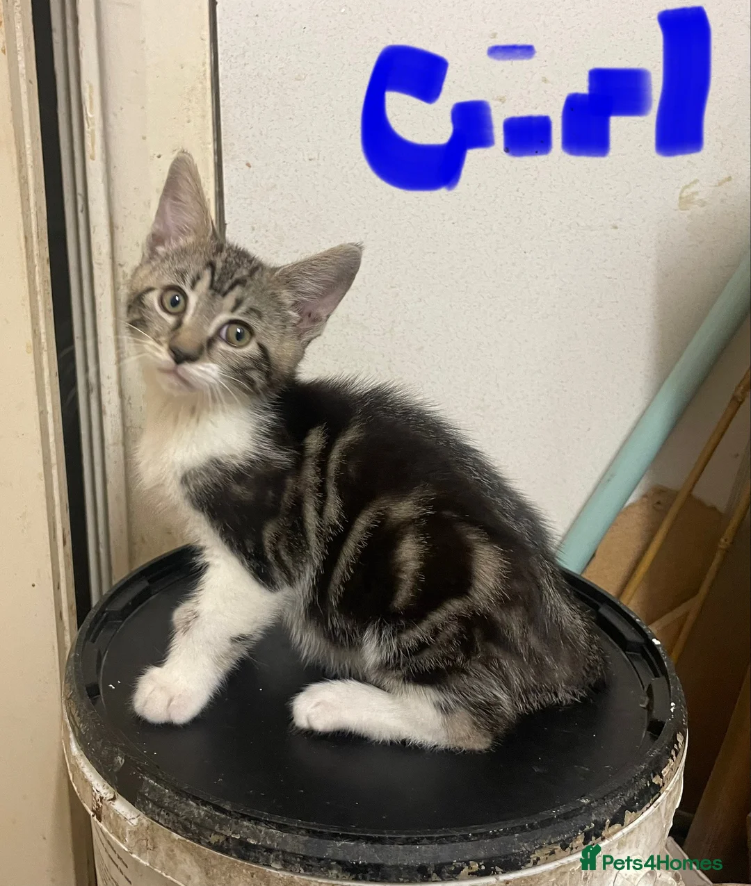 Mixed Breed cats for sale: Tabby kittens  - Advert 2