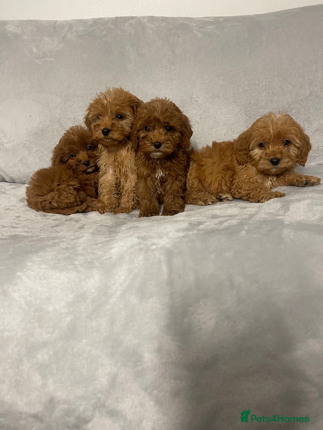 Cockapoo dogs for sale: 5 beautiful cockapoos  - Advert 5