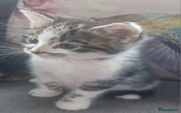 Mixed Breed cats for sale: 5 beautiful kittens 4 female 1 male - Image 11