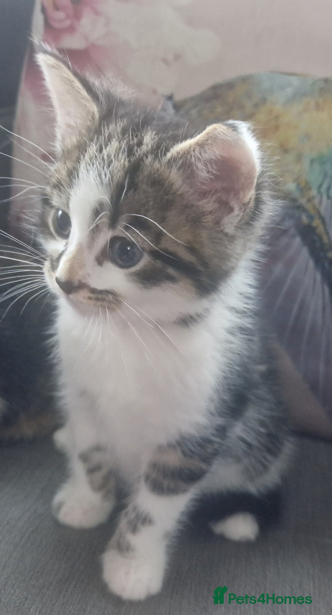 Mixed Breed cats for sale: 5 beautiful kittens 4 female 1 male - Image 11