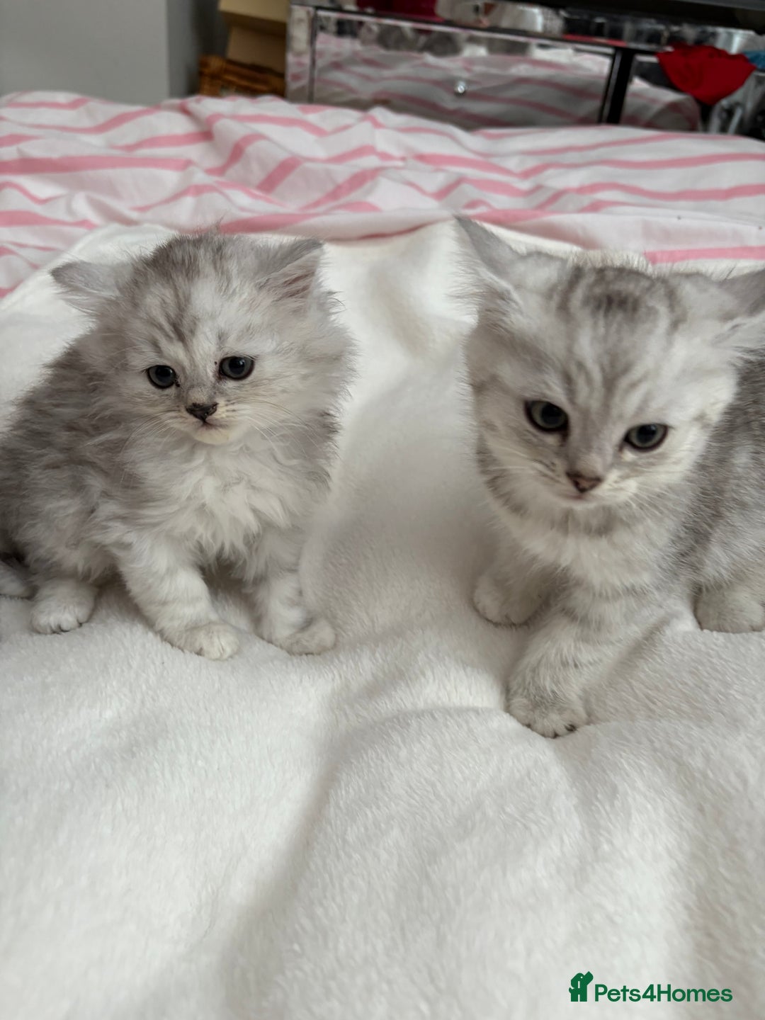 Persian cats for sale: Silver tipped chinchilla Persian/British shorthair - Image 2