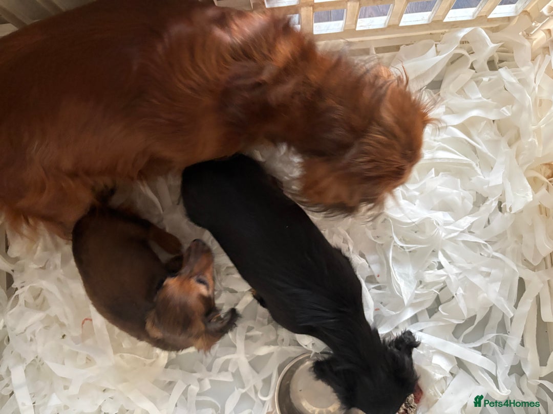 Miniature Dachshund dogs for sale: ⭐️KC Russian champ PRA clear long haired minis⭐️ - Advert 5