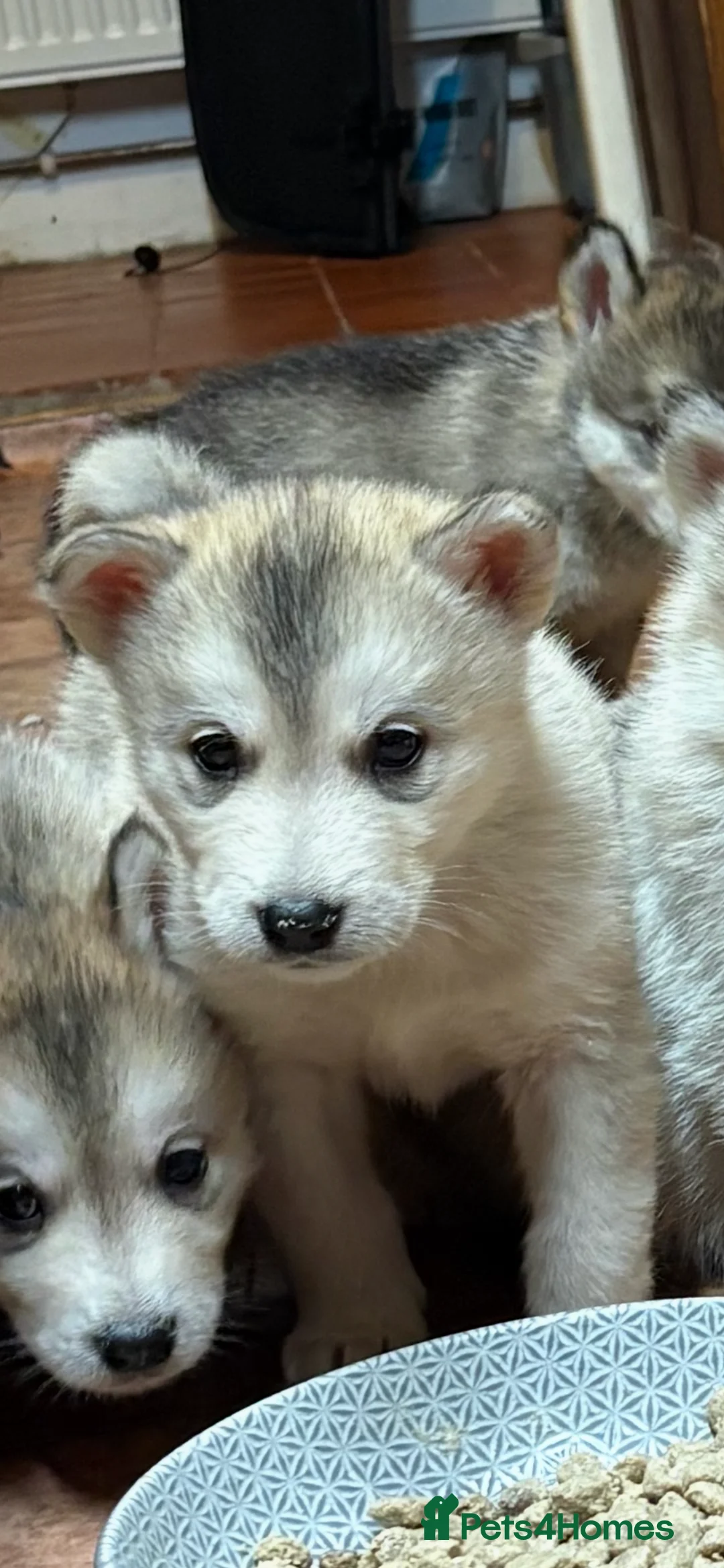 Alaskan Malamute dogs for sale: K.C registered Quality Alaskan Malamute puppies - Advert 25