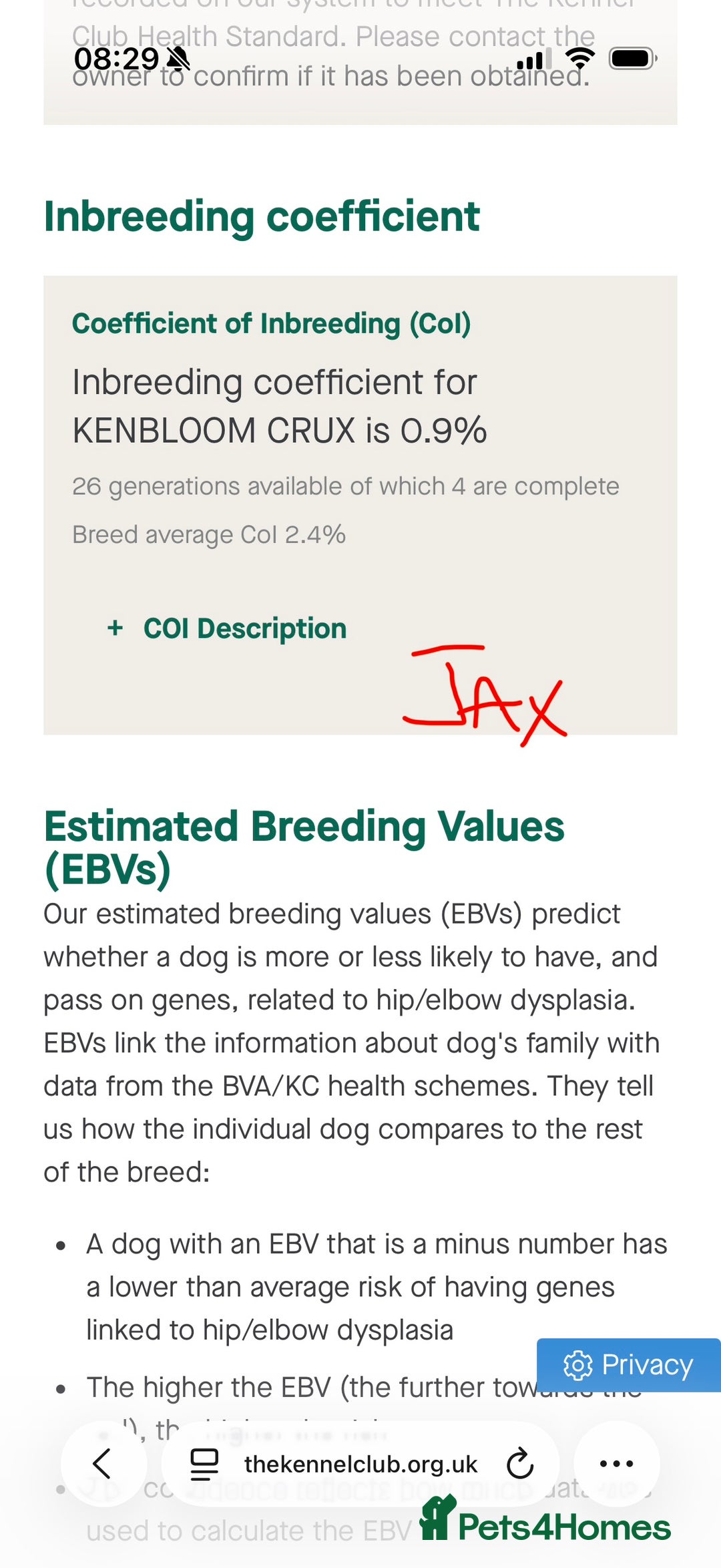 German Shepherd dogs for sale: Stunning Working line German Shepherd - Advert 27