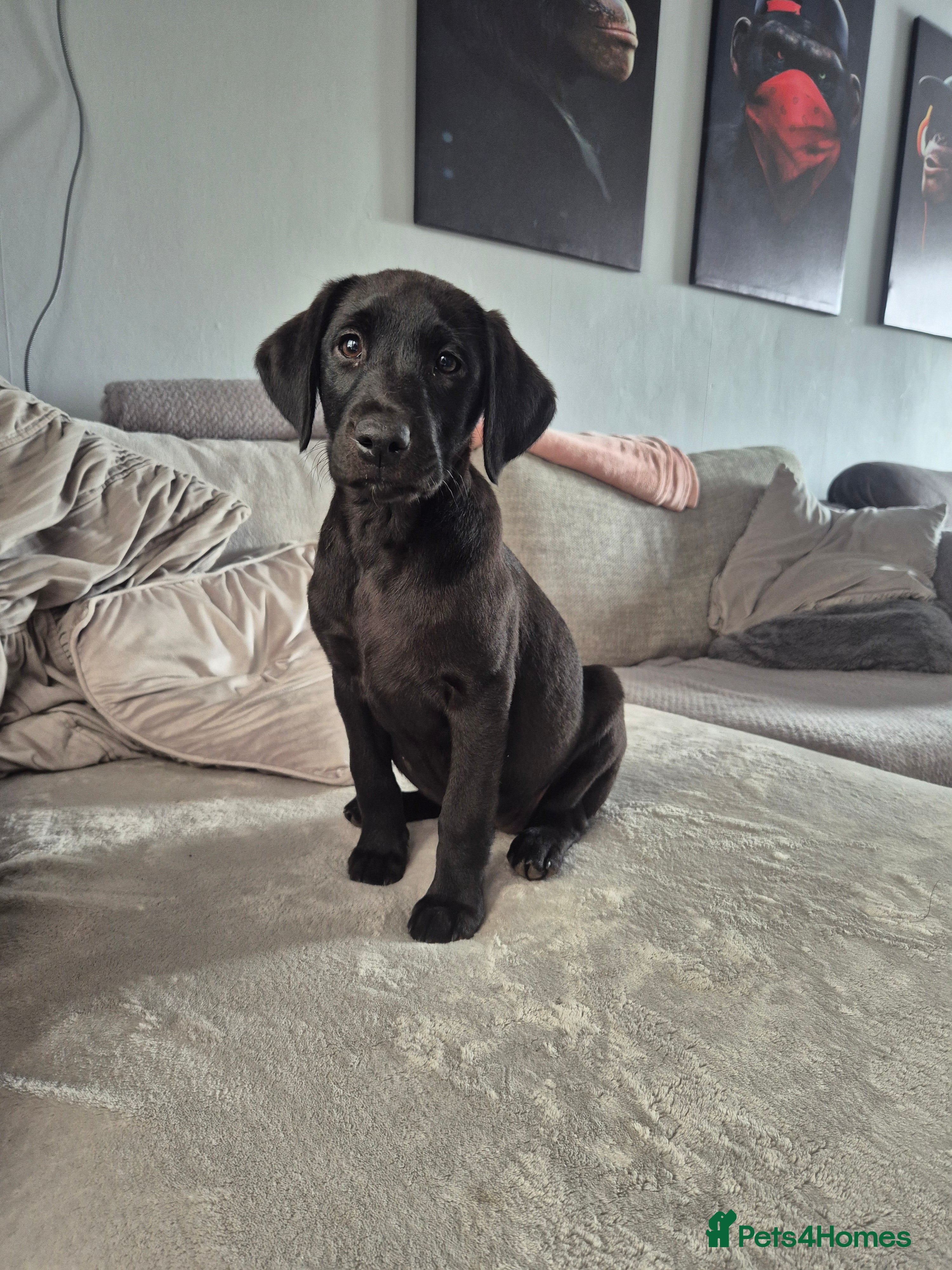 Labrador Retriever dogs Last 2 KC Registered Black Labradors – Ready Now - Advert 2