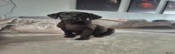 Labrador Retriever dogs for sale: Last 2 KC Registered Black Labradors – Ready Now - Advert 2