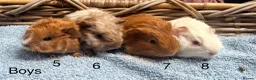 Guinea Pig rodents for sale: Baby guinea pigs for sale  - Advert 2