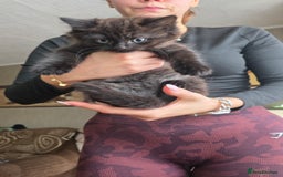 Mixed Breed cats for sale: Little boy looking for a loving home - Image 3