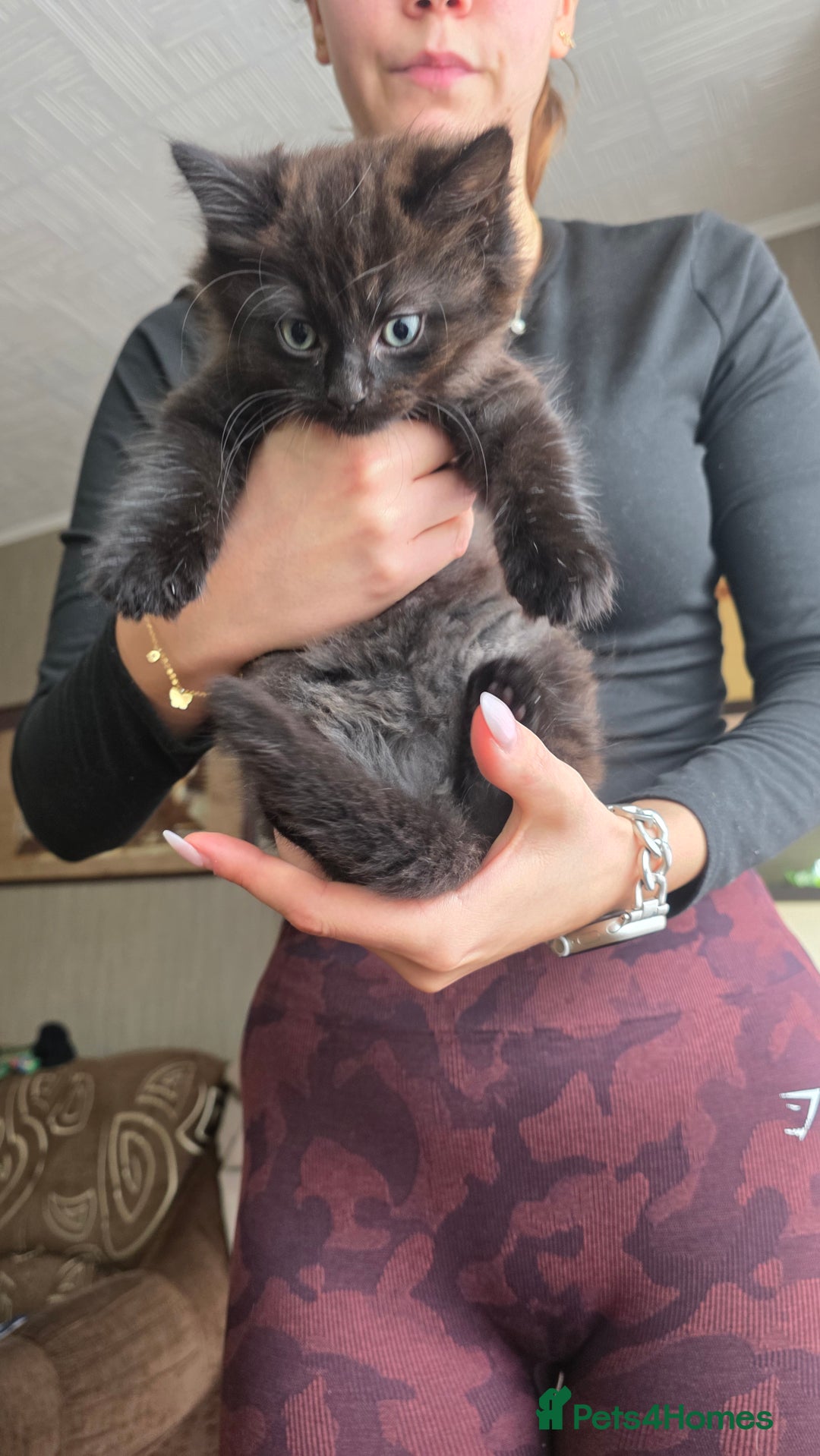 Mixed Breed cats for sale: Little boy looking for a loving home - Image 3