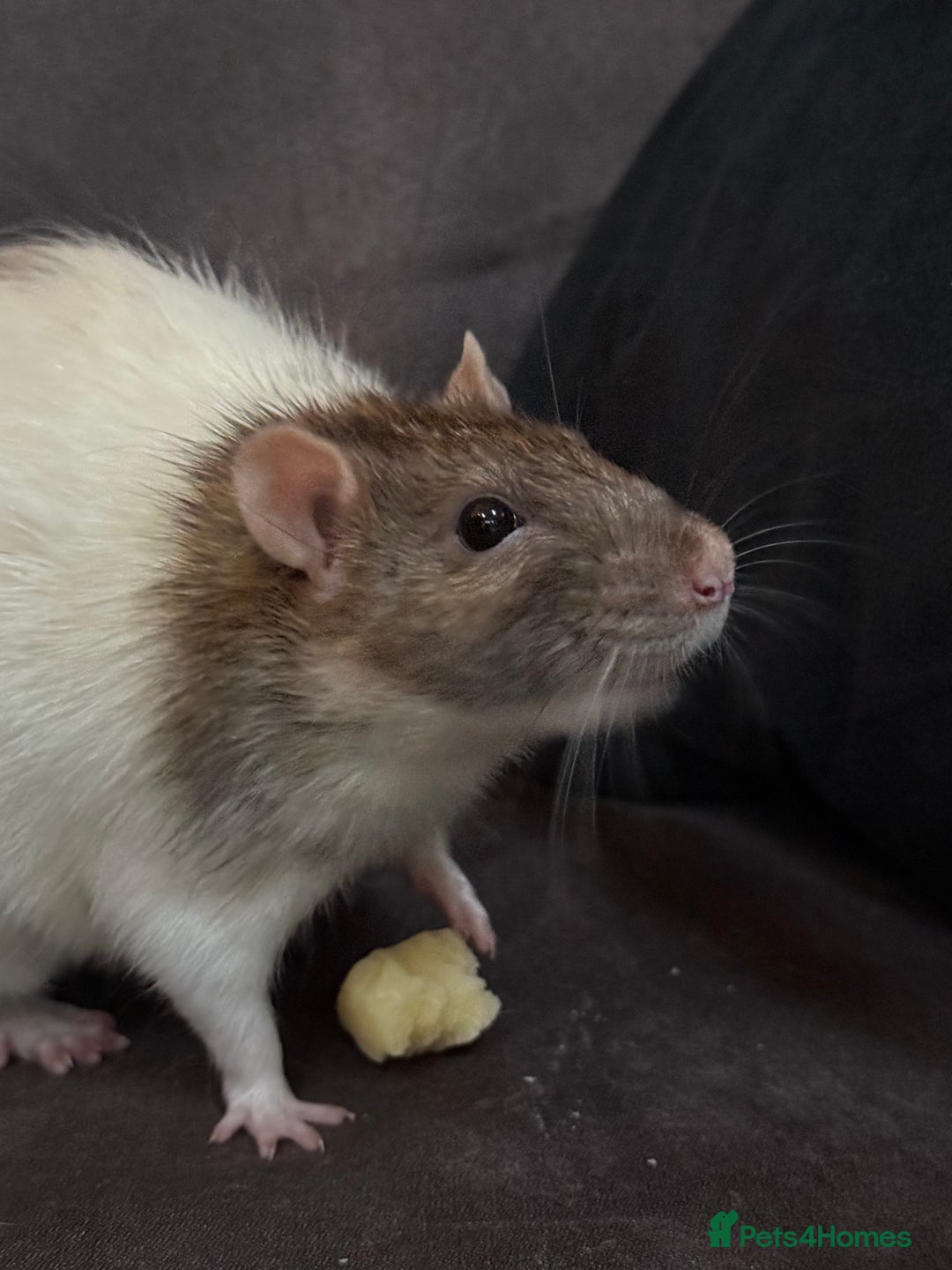 Rat rodents for sale: URGENT: two Male Rats Looking for new Forever Home - Image 6