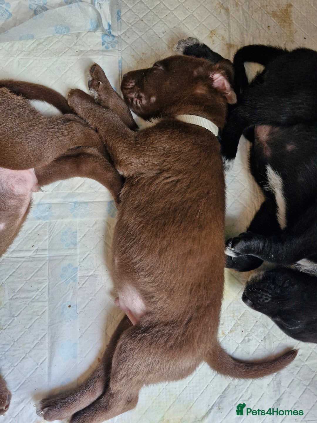 Mixed Breed dogs for sale: Dalmatian shepherd  - Image 18