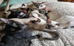 Siamese cats for sale: Siamese X Sphynx kittens - Image 33