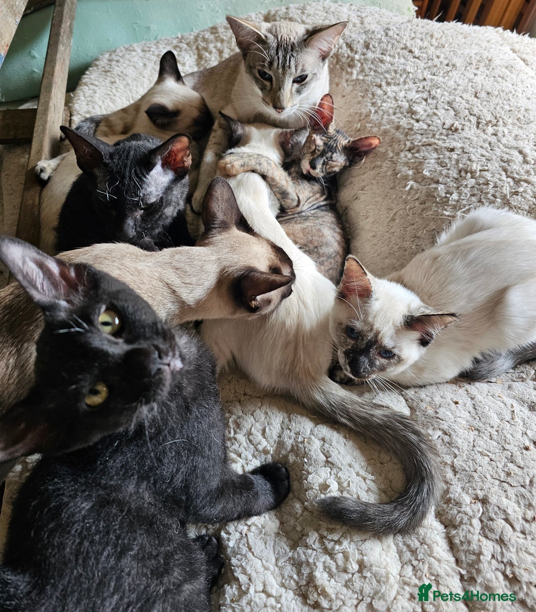 Siamese cats for sale: Siamese X Sphynx kittens - Image 33