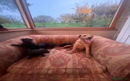 Mixed Breed dogs for sale: Lakeland Patterdale Working lines - Image 3