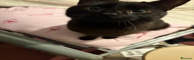 Gizmo