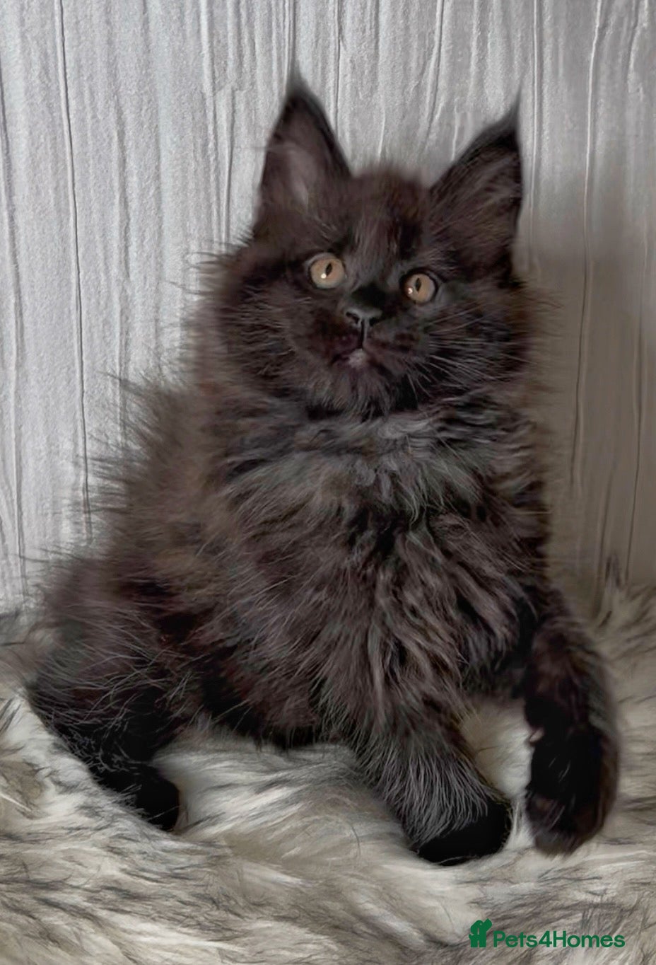 Maine Coon cats Maine coon kittens chocolate and blue girl left  - Advert 4