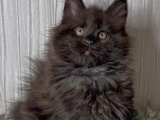 Maine Coon cats Maine coon kittens chocolate and blue girl left - Advert 4