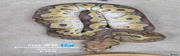 Python Snake reptiles for sale:  Various ball pythons  - Advert 11