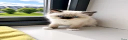 Ragdoll cats for sale: Gorgeous, affectionate kittens full of personality - Advert 23