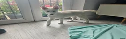 Huskita dogs for sale: Puppies for sale  - Advert 7