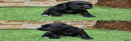 Cocker Spaniel dogs for sale: Working cocker puppies in Derby - Advert 2