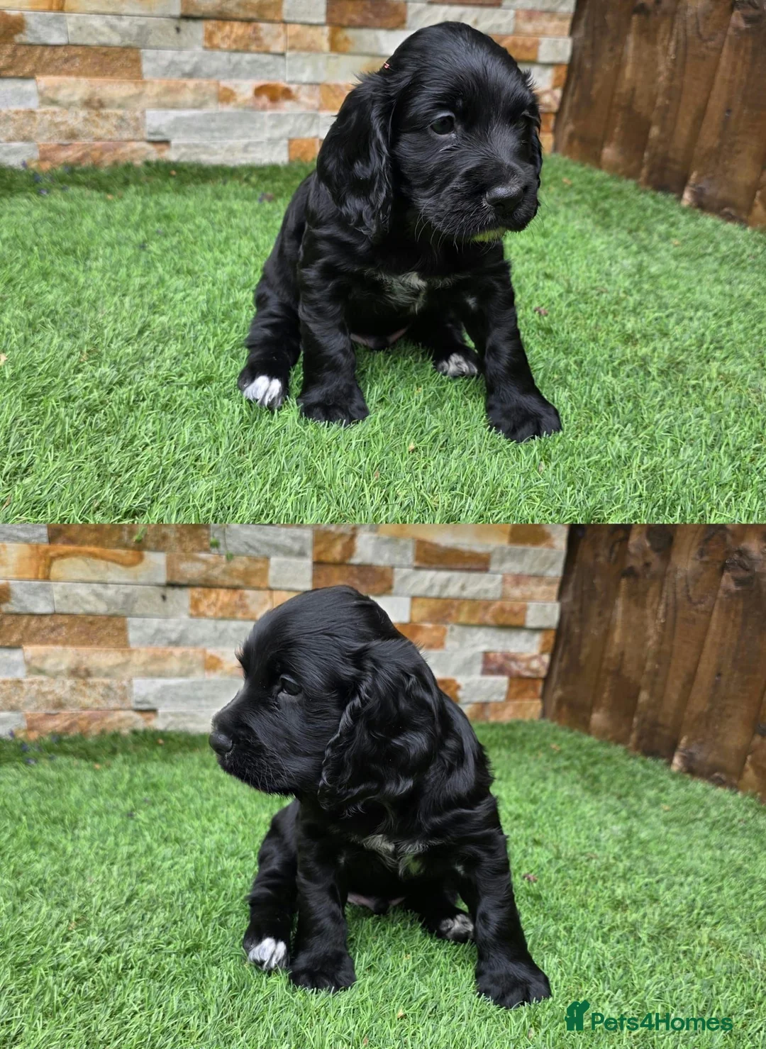 Cocker Spaniel dogs for sale: Working cocker puppies in Derby - Advert 2
