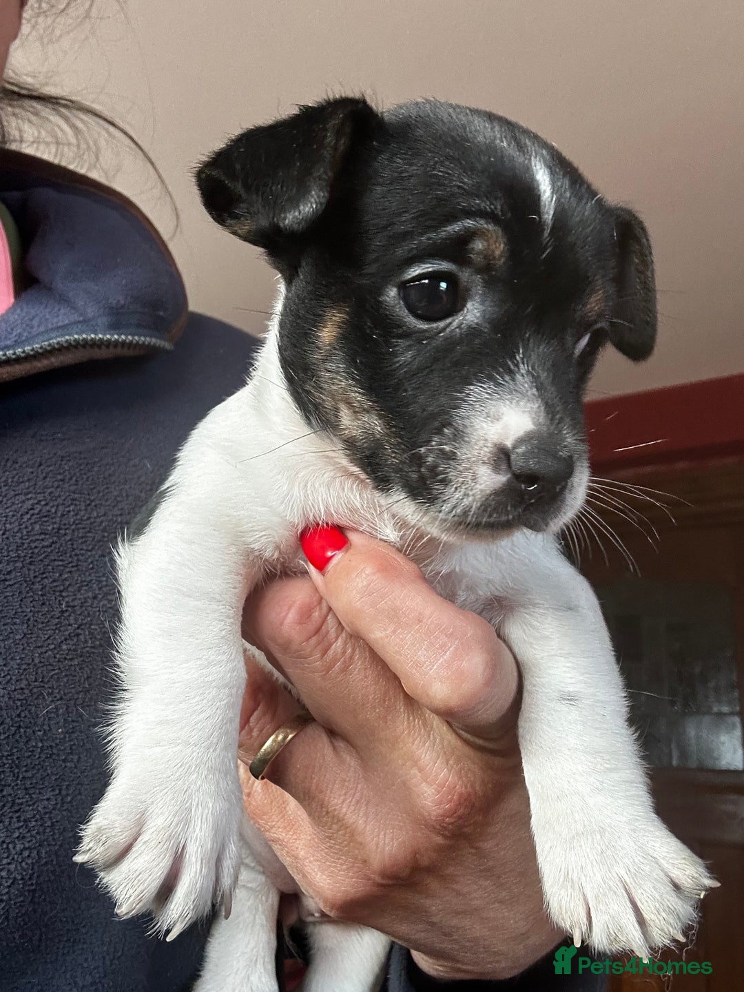 Jack Russell dogs for sale: Top Quality Jack Russell Puppies  - Image 7